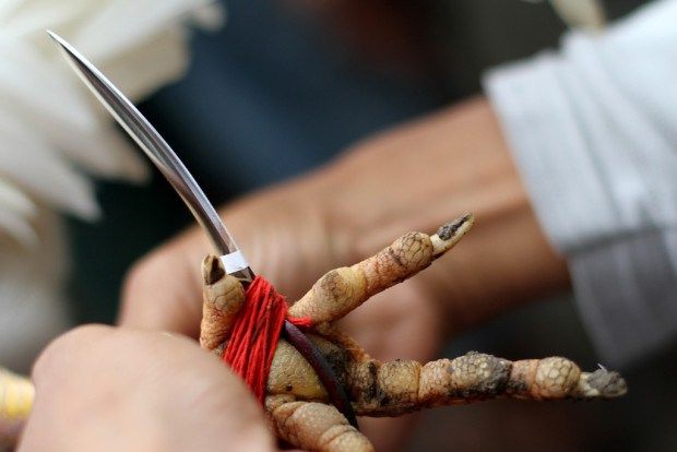 Dalam Keadaan Mabuk, Pria di Manado Bunuh Keponakan Pakai Pisau Taji Ayam